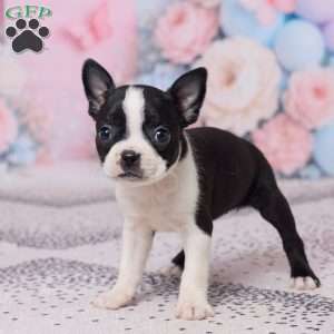 Petunia, Boston Terrier Puppy